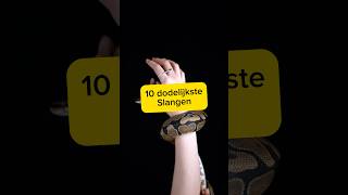 Top 10 dodelijkste slangen ter wereld🐍 top10 top deadliest wildlife slangen dieren [upl. by Oinimreh]