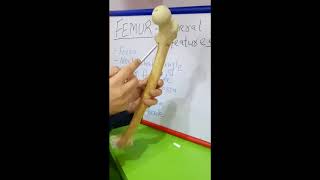 FEMUR  GENERAL FEATURES BY DR MITESH DAVE [upl. by Acinnad]