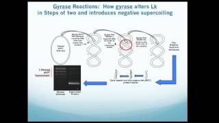 Bacterial DNA Gyrase Assay Kit Overview [upl. by Airdnek593]