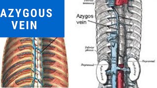 Learn Azygous vein in just 7 minutes with Mnemonics  Anatomy demystified [upl. by Ettevroc]