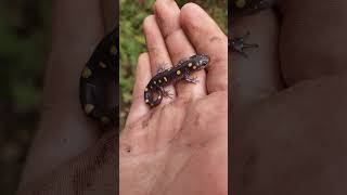 Spotted salamander herping salamanders wildlife herpetology herpetoculture [upl. by Liauqram]