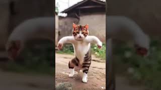 Smart cat dance video😇😍catvideos youtubeshorts Vishal kumarb5e trending shirt [upl. by Yseult]