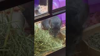 They had a chinchilla chinchilla chinchillas pets cutepets fyp [upl. by Herzel]