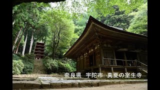 奈良県 宇陀市 真夏の室生寺 写真紀行 2023 [upl. by Nairrot]