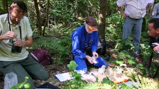 Staatsbosbeheer Roofvogel Safari Wespendief 2014 [upl. by Tabber]