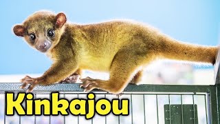 13 Cute Facts about The Kinkajou Honey Bear [upl. by Galloway]