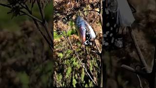 Time lapse Monarch Butterfly Emerging from Chrysalis in my Backyard [upl. by Ailices729]