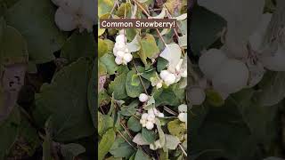 Symphoricarpos Albus or also called Common Snowberryshorts [upl. by Tteve]