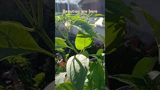 Growing green chilli papers Chilli plant mygarden shorts gardening ytshorts vegitables [upl. by Hachman653]