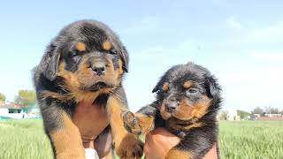 Rottweiler Female puppy 6000 Pet Qualityvs 15000 Heavy bone puppy Doggyz World [upl. by Annaesor]