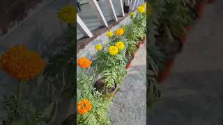 Santook River View Offbeat Homestay Kalimpong offbeat viral ytshorts shortsfeed tuturismile [upl. by Norse]