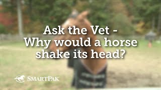 Ask the Vet  Why would a horse shake its head [upl. by Jahdal779]