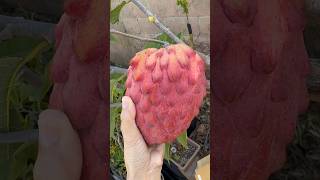 Harvest my Red Atemoya So big amp delicious LA backyard garden gardening plants fruit backyard [upl. by Dorkas]