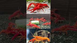 Orange crayfish breeding pair  courier packing crayfishfarm crayfishfood ക്രെഫിഷ്ഫാം [upl. by Yeldua710]