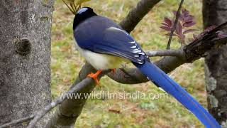 Yellowbilled Blue Magpie has lovely streaming tail feathers in blue amp white Truly an elegant bird [upl. by Magdau796]