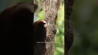 musang bulan animals edukasihewan mamalia shorts [upl. by Nnylacissej]