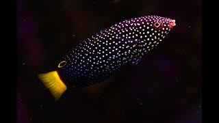 How to quarantine wrasses [upl. by Ainoet]