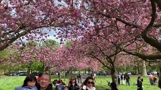 Ornamental Kwanzan cherry trees in peak blossom season [upl. by Rednaskela]