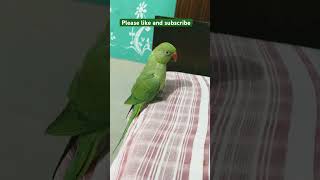 shortsvideo shorts parrotparrot bolnewalaparrot funny bolnywalatota birdsong youtube yt me [upl. by Gen122]