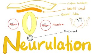 Embryology of Nervous System  Neurulation  Neural Tube amp Neural Crest [upl. by Fonville]