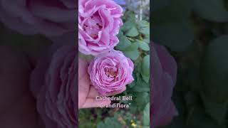 CathedralBells Grandiflora rose It’s known for its stunning pink blooms robust growth love [upl. by Mihcaoj]