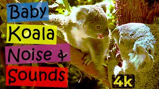 Koala Sound Baby Koala amp Koala Bear Mom Koala Noise 4k Australian Animal SoundsKoalas😊 [upl. by Castera292]