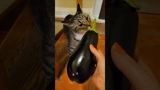 Fresh harvest sniff test pets cats cutekitty funnycats cat [upl. by Zimmermann]