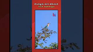 Dussehra Pala Pitta bird live view  Happy Dussehra  LN Talks [upl. by Lanrev]