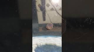 a look at a Nerite snail cleaning glass tank shorts [upl. by Maressa211]