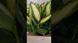 The Dieffenbachia Seguine ytshortvideo ytshort yt ytplants [upl. by Neerol229]