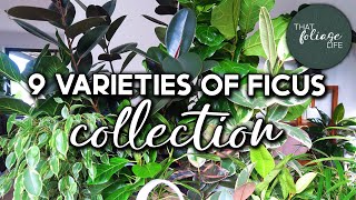 Ficus Plant Collection and Care Tips [upl. by Neelyaj]