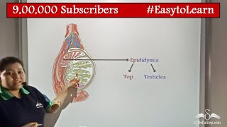 Male Reproductive System  With Diagram  Biology  Class 8  CBSE  NCERT  ICSE [upl. by Anihcak]