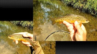 Wisconsin Trout Fishing  872024 [upl. by Mizuki]