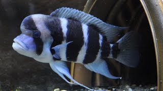 Burundi Frontosa Cichlids  Big Momma and Mo [upl. by Alyse]