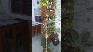 Pothos like sunlight and water trending indoorplants [upl. by Ear]