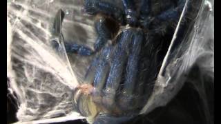 Avicularia versicolor molting [upl. by Dasi]