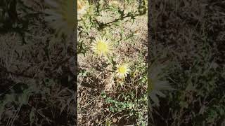 Carlina corymbosa l [upl. by Nebeur]