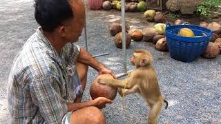 ฝึกลิงขึ้นมะพร้าว เขาทำกันอย่างไร Monkey training [upl. by Schafer481]