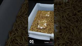 Did you know mealworms eat PLASTIC styrofoam insects timelapse nature mealworms [upl. by Andersen871]