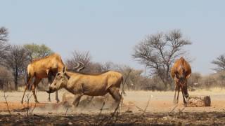 Otjikwara Hunting Safaris  Hartebeest Traditional Bow Hunt [upl. by Anujra]