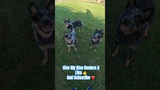 My Blue Heelers  Australian Cattle Dogs Uk  Lady Luna amp bindi shorts [upl. by Nowujalo]