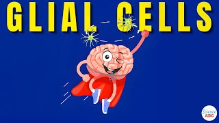 What are Glial Cells Definition Types Functions of Glial Cells  Role in Psychology [upl. by Ennaylloh88]