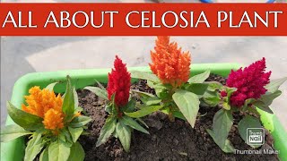 CelosiaCoxcomb Plant  Soil Care Fertilizer amp Propagation  How to Grow and Care Celosia Plant [upl. by Ahseila199]