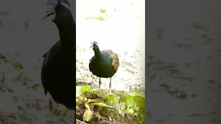 Jacana Bird 🐦 Original sound ranadipwildlife wildlifeshorts viral shorts [upl. by Rehpetsirhc]