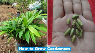 How to grow cardamom plant at home [upl. by Arabele]