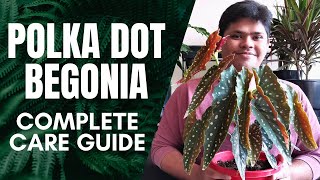 Polka Dot Begonia Complete Care Guide  Light Water Temperature Propagation Fertiliser and More [upl. by Kurzawa415]