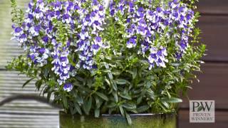 Angelface® Wedgwood Blue Improved Angelonia from Proven Winners [upl. by Yort376]