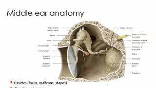 Imaging of Petrous bone anatomy Sep 2013 Dr Mamdouh Mahfouz In Arabic [upl. by Robbie]