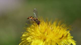 Hoverfly on a Dandelion [upl. by Dorene989]