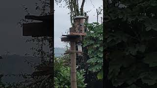 Bird feeder 001 england outside naturelovers natural birds birdlover nature birdwatching [upl. by Uamak145]